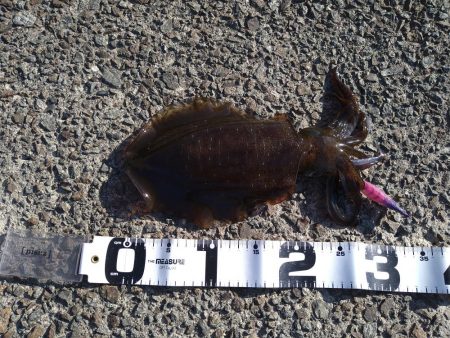 秋イカとしては自己記録